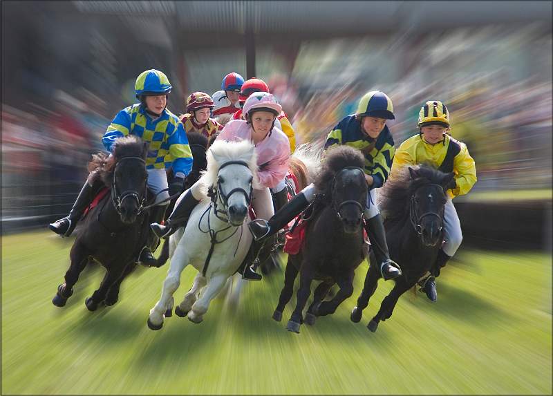 David Kelly - Shetland Pony Grand National.jpg